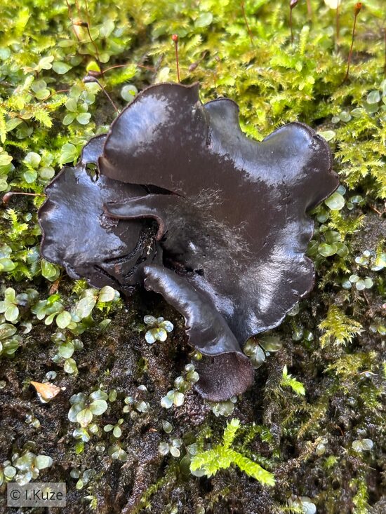 Diplocarpa irregularis